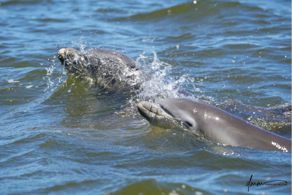 Bottlenose Dolphin- Calf with Mom 15