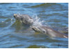 Bottlenose Dolphin- Calf with Mom 15