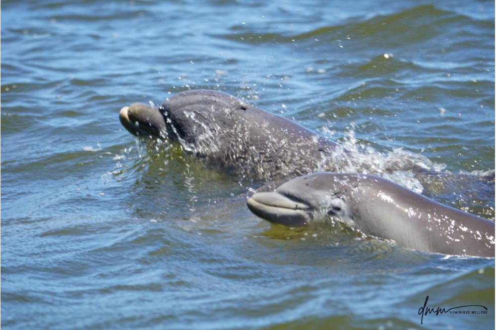 Bottlenose Dolphin- Calf with Mom 16