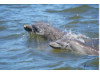 Bottlenose Dolphin- Calf with Mom 16