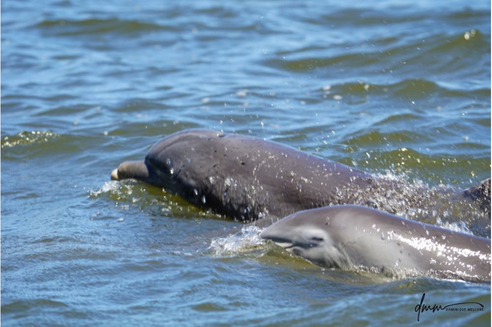 Bottlenose Dolphin- Calf with Mom 17