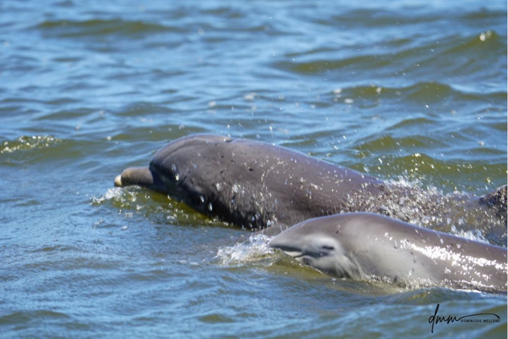 Bottlenose Dolphin- Calf with Mom 17