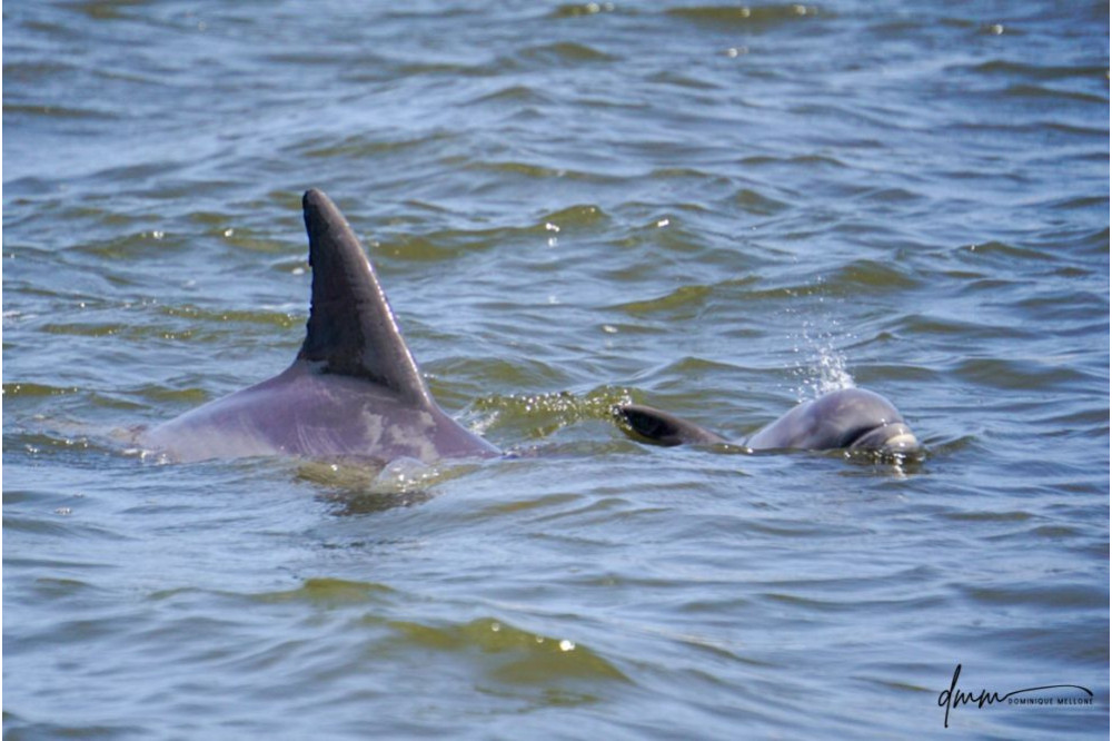 Bottlenose Dolphin- Calf with Mom 18