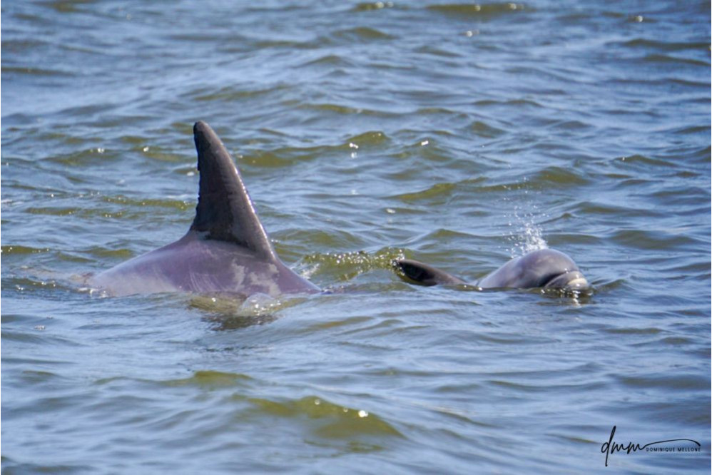 Bottlenose Dolphin- Calf with Mom 18