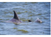 Bottlenose Dolphin- Calf with Mom 18