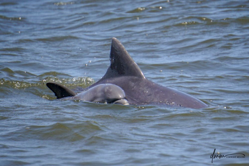 Bottlenose Dolphin- Calf with Mom 19