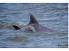 Bottlenose Dolphin- Calf with Mom 19