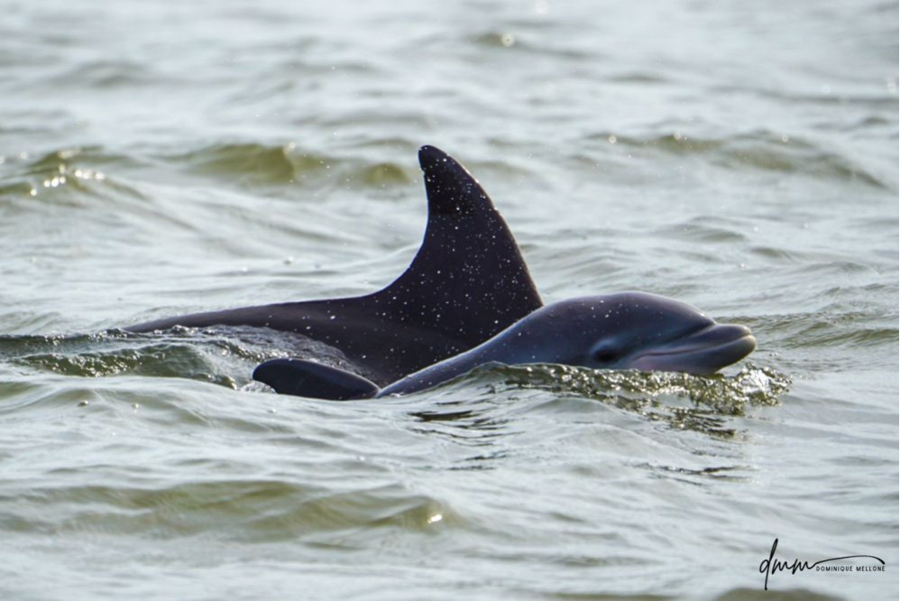 Bottlenose Dolphin- Calf with Mom 2