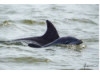 Bottlenose Dolphin- Calf with Mom 2