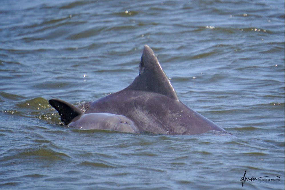 Bottlenose Dolphin- Calf with Mom 20