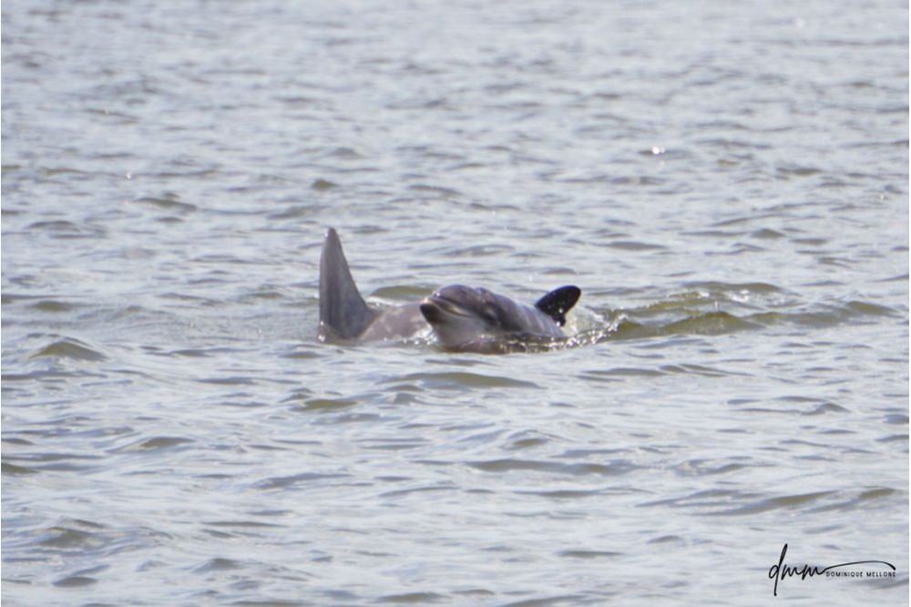 Bottlenose Dolphin- Calf with Mom 21