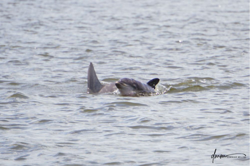 Bottlenose Dolphin- Calf with Mom 21