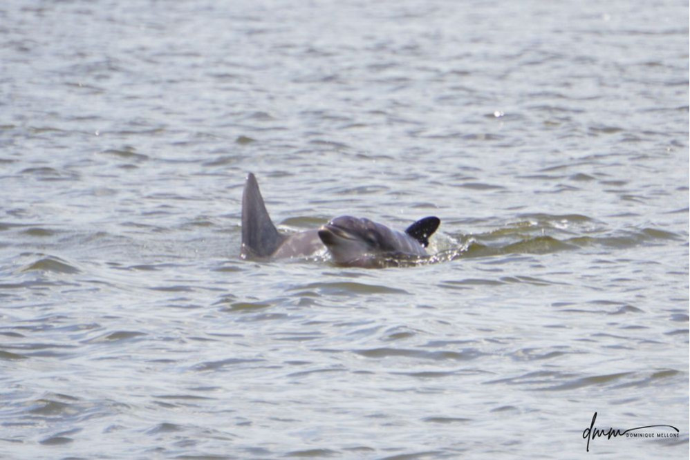 Bottlenose Dolphin- Calf with Mom 21