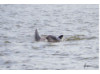Bottlenose Dolphin- Calf with Mom 21