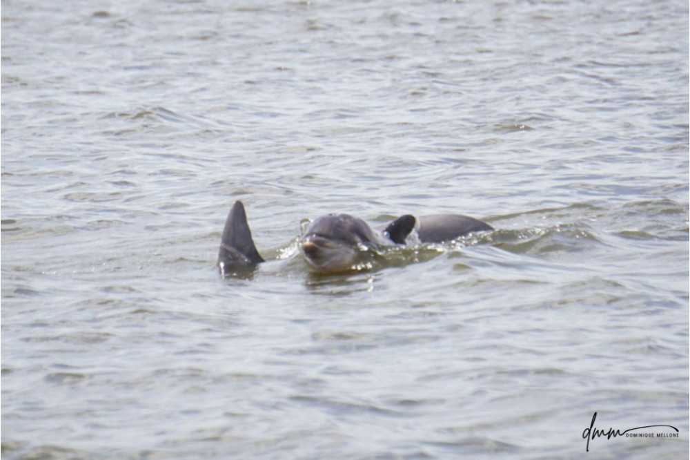 Bottlenose Dolphin- Calf with Mom 22