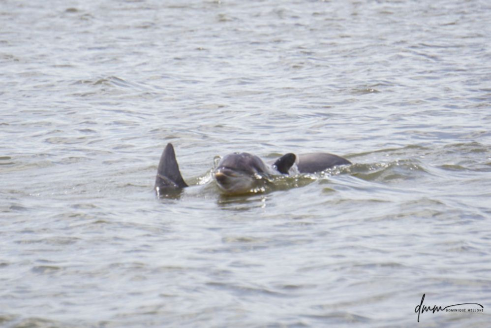 Bottlenose Dolphin- Calf with Mom 22