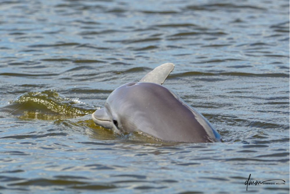 Bottlenose Dolphin- Calf with Mom 23