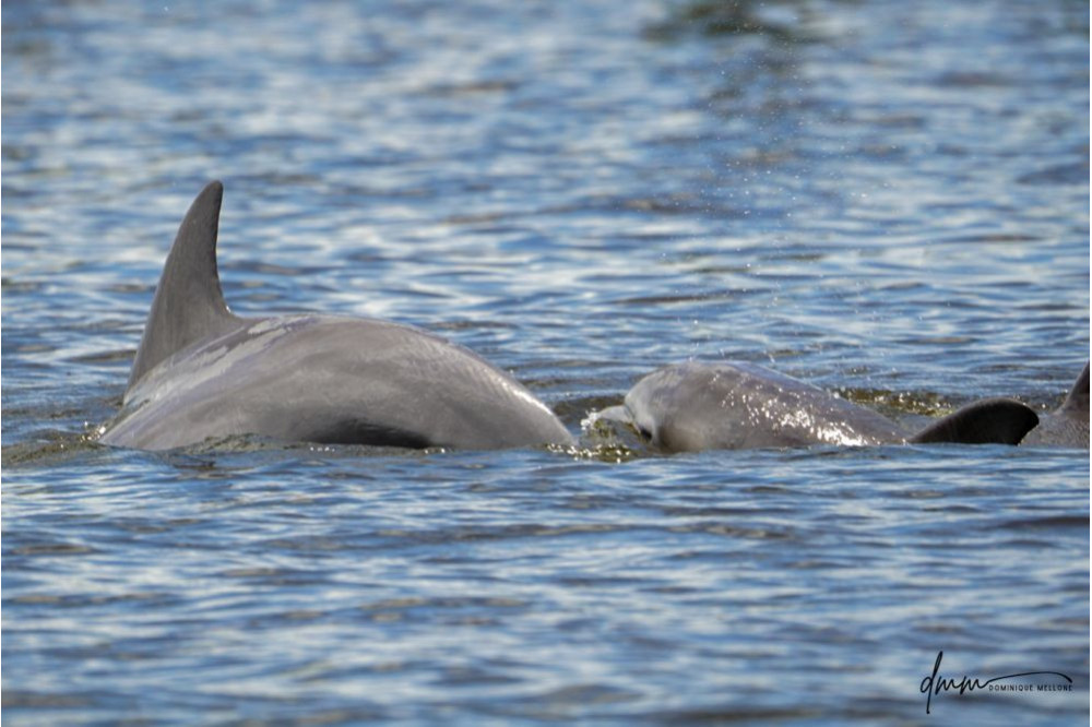 Bottlenose Dolphin- Calf with Mom 24