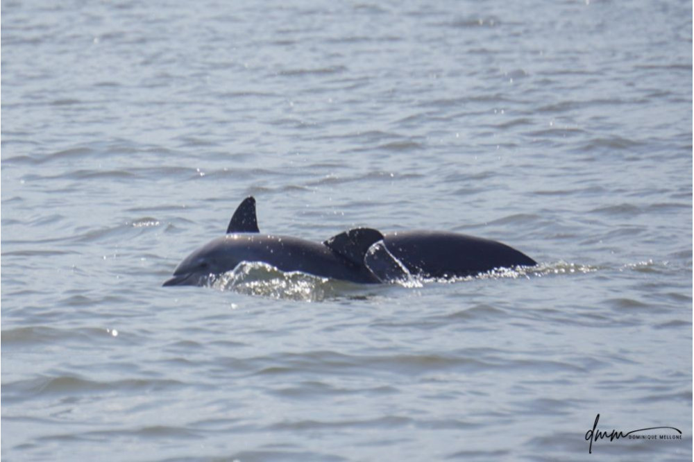 Bottlenose Dolphin- Calf with Mom 25