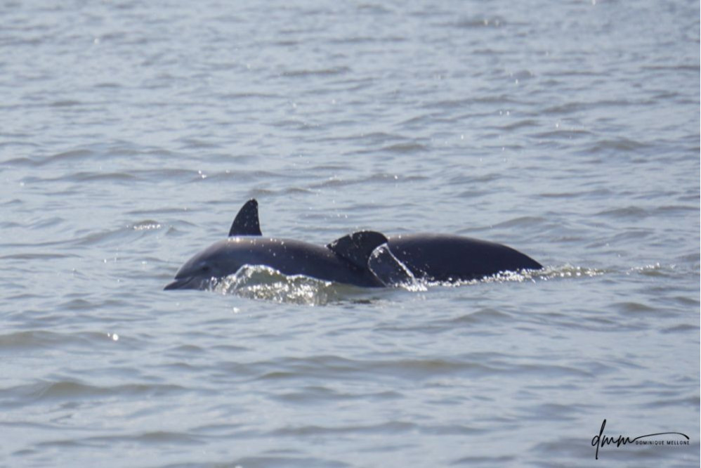 Bottlenose Dolphin- Calf with Mom 25