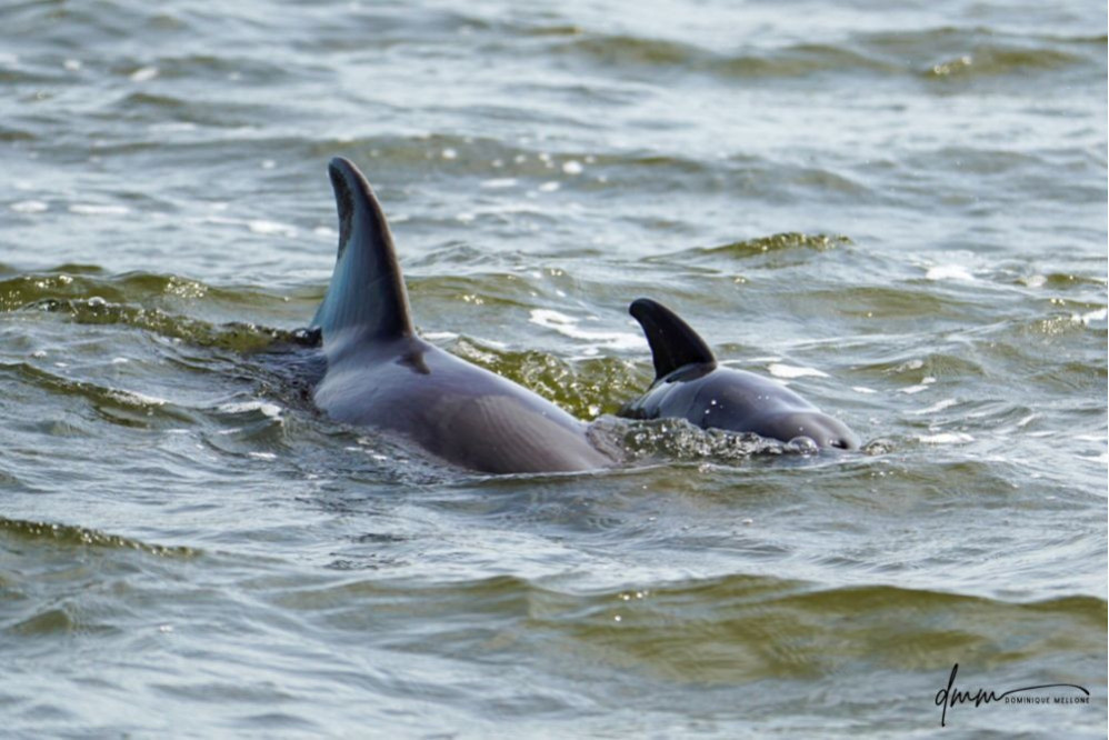 Bottlenose Dolphin- Calf with Mom 3