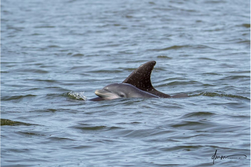 Bottlenose Dolphin- Calf with Mom 4