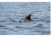 Bottlenose Dolphin- Calf with Mom 4