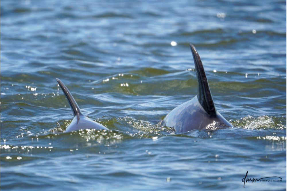 Bottlenose Dolphin- Calf with Mom 5