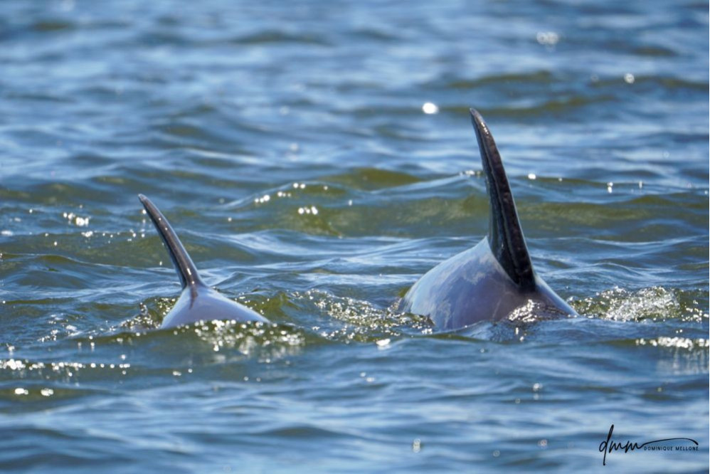 Bottlenose Dolphin- Calf with Mom 5
