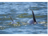 Bottlenose Dolphin- Calf with Mom 5