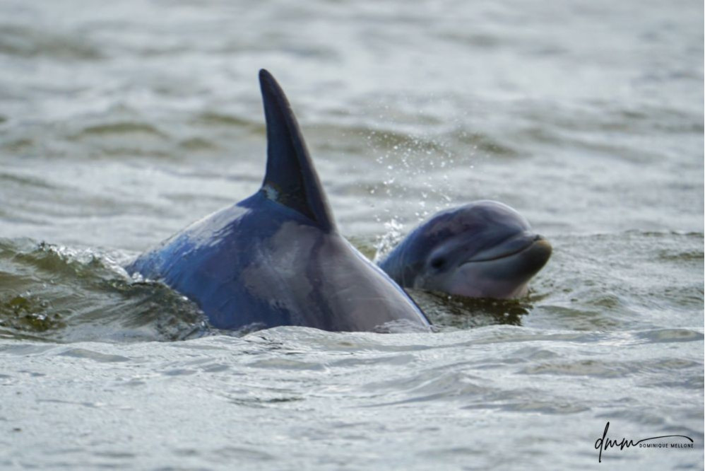 Bottlenose Dolphin- Calf with Mom 6