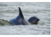 Bottlenose Dolphin- Calf with Mom 6