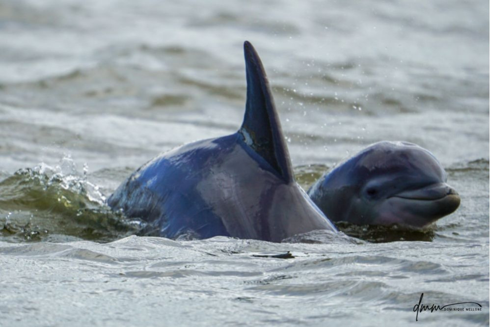 Bottlenose Dolphin- Calf with Mom 7