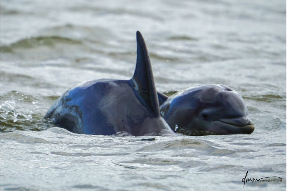 Bottlenose Dolphin- Calf with Mom 8