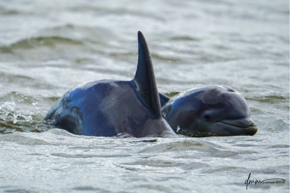Bottlenose Dolphin- Calf with Mom 8