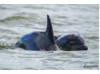 Bottlenose Dolphin- Calf with Mom 8