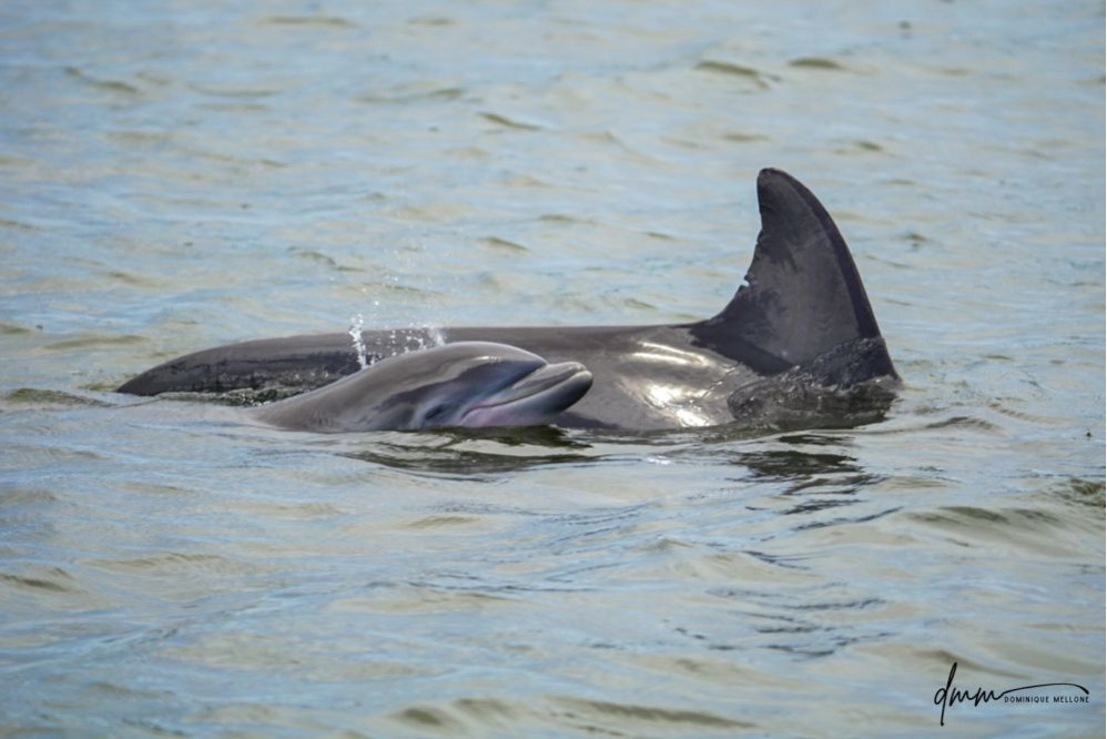 Bottlenose Dolphin- Calf with Mom 9
