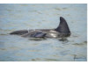 Bottlenose Dolphin- Calf with Mom 9