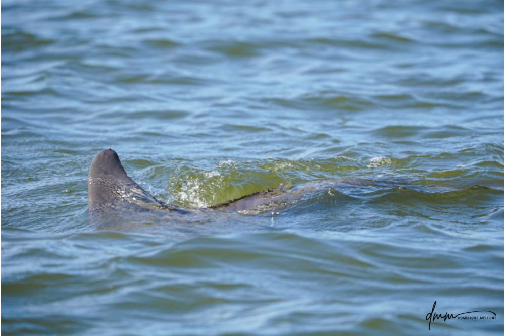 Bottlenose Dolphin- Dorsal Fin 1