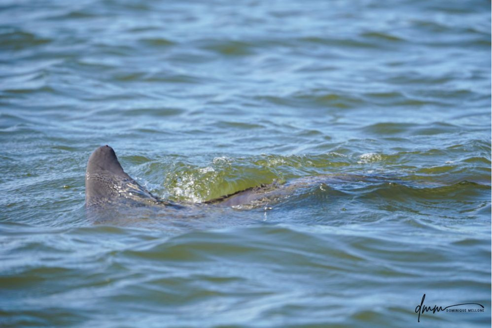 Bottlenose Dolphin- Dorsal Fin 1