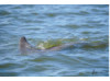 Bottlenose Dolphin- Dorsal Fin 1