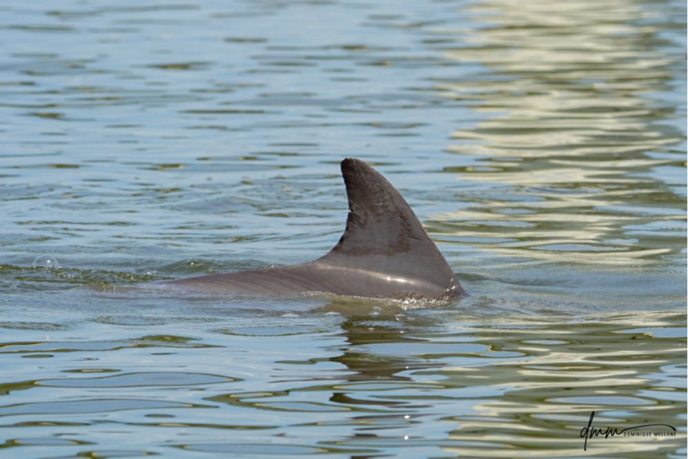 Bottlenose Dolphin- Dorsal Fin 2
