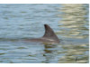 Bottlenose Dolphin- Dorsal Fin 2
