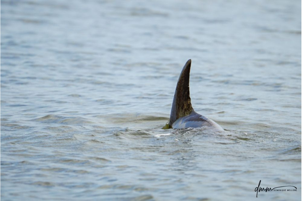 Bottlenose Dolphin- Dorsal Fin 3