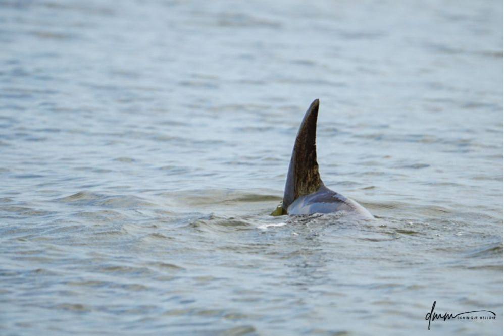 Bottlenose Dolphin- Dorsal Fin 3