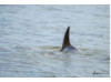 Bottlenose Dolphin- Dorsal Fin 3