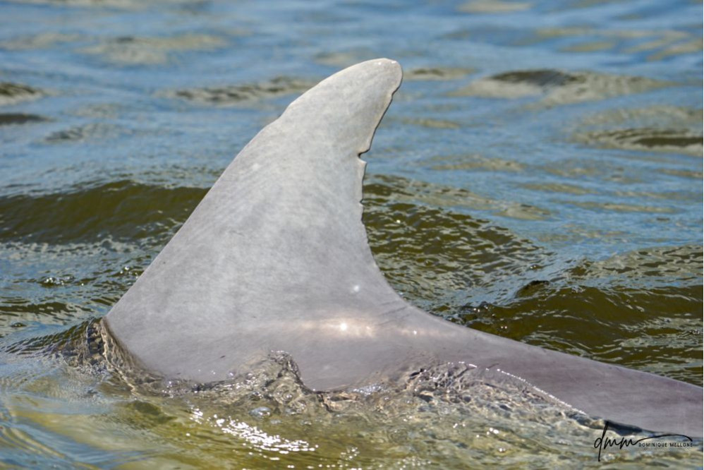 Bottlenose Dolphin- Dorsal Fin 4