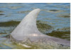 Bottlenose Dolphin- Dorsal Fin 4