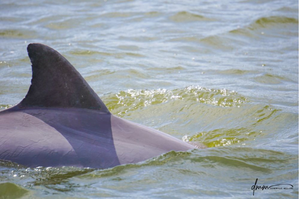 Bottlenose Dolphin- Dorsal Fin 5