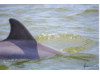 Bottlenose Dolphin- Dorsal Fin 5